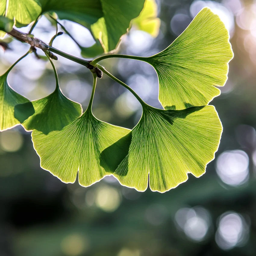 Cogni Flow - Ginkgo biloba Phytosome®, 90 ks, Superionherbs