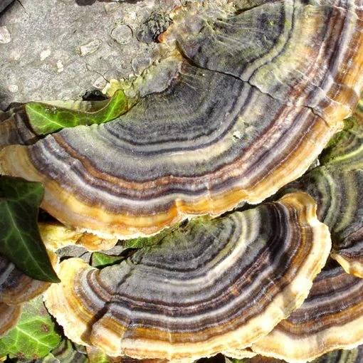 Coriolus versicolor – extrakt z trúdnikovca, 90 ks, Superionherbs