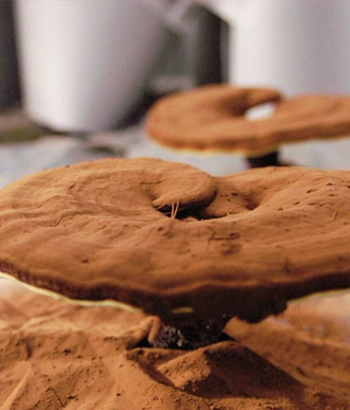 Reishi, super STRONG Ganoderma, Duanwood Red Reishi Spor – 100% spórový prášok