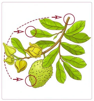 Graviola - čistý extrakt z listov Annona muricata, 90 ks, Superionherbs